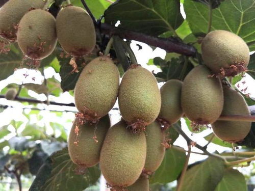 小產(chǎn)業(yè)撬動脫貧致富大杠桿——南召縣石門鄉(xiāng)獼猴桃銷售紀(jì)實