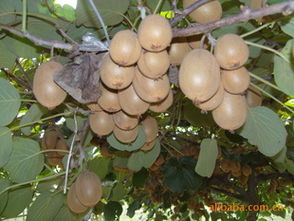 大量供應(yīng)優(yōu)質(zhì)獼猴桃苗，品種齊全，基地直銷指導(dǎo)價