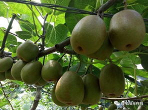 千里奔赴曹子山，科技扶貧結(jié)碩果——獼猴桃銷售助力鄉(xiāng)村振興