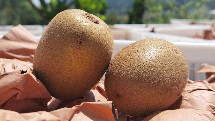 六枝特區郎岱鎮3200余畝獼猴桃喜獲豐收，采摘銷售繁忙