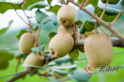 隴川獼猴桃豐產(chǎn)，農(nóng)民喜增收，產(chǎn)業(yè)銷售前景廣闊