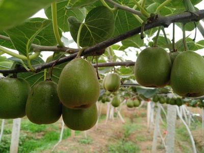 四川綿陽安州區(qū)紅心獼猴桃 優(yōu)質(zhì)果品，批發(fā)價(jià)僅5.00元/斤