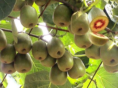 獼猴桃產(chǎn)品刪除頁操作指南與銷售影響評(píng)估