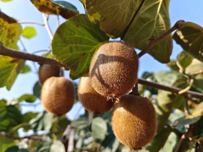 百名采購商陜西果業(yè)產(chǎn)區(qū)行 走進(jìn)獼猴桃之鄉(xiāng)，聚力拓寬銷售新通路