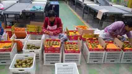 健康農(nóng)產(chǎn)品陜西行走進(jìn)齊峰果業(yè)，見證真正獼猴桃的自然之味與品牌力量