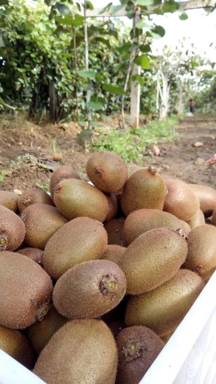 周至翠香獼猴桃 品質與市場的完美邂逅