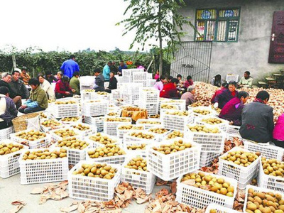 價格低迷的背后 產量激增與市場變化如何影響獼猴桃銷售